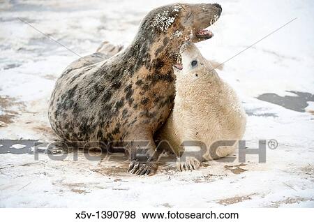 Stock Photo - Breeding colony of Grey Seal. Halichoerus grypus. Donna Nook. Lincolnshire. UK. Europe.. Fotosearch