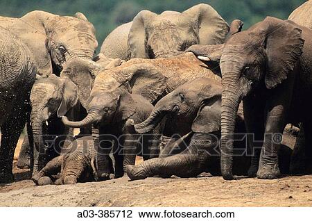 Breeding herd of Elephants (Loxodonta africana). Addo Elephant National Park. South Africa View Large Photo Image Stock Image - Breeding herd of Elephants (Loxodonta africana). Addo Elephant National Park. South Africa. Fotosearch