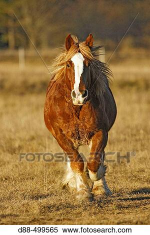 Stock Photography - Breton draft horse. Alpes Maritimes. France.. Fotosearch