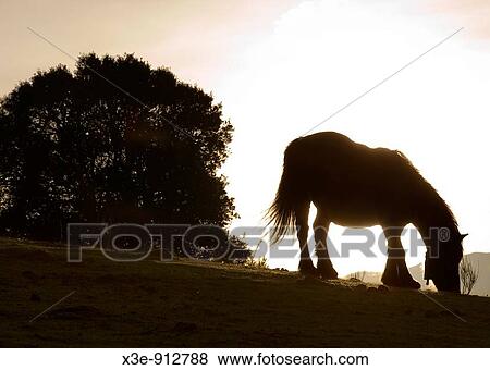 Breton horse grazing, sunset View Large Photo Image Stock Photo - Breton horse grazing, sunset. Fotosearch