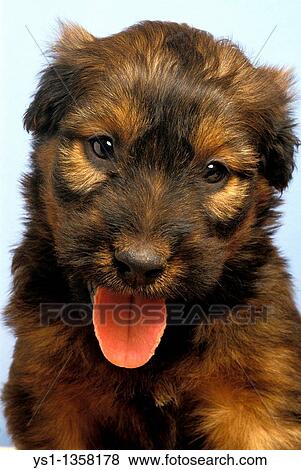 BRIARD DOG, PORTRAIT OF PUP WITH TONGUE OUT View Large Photo Image Stock Photo - BRIARD DOG, PORTRAIT OF PUP WITH TONGUE OUT. Fotosearch