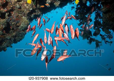 Brick Soldierfish, Myripristis amaena, Ellaidhoo House Reef, North Ari Atoll, Maldives View Large Photo Image Stock Photo - Brick Soldierfish, Myripristis amaena, Ellaidhoo House Reef, North Ari Atoll, Maldives. Fotosearch