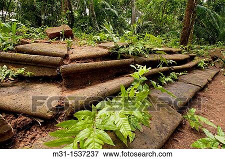 Stock Photo - Bricks stairs in Camino de Cruces spanish colonial transisthmian path Soberania National Park, Gamboa, Colon province, Panama, Central America. Fotosearch