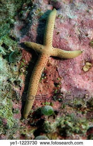 Stock Image - Bright orange Multi Pore Sea Star (Linckia multifora) among soft didemnum molle, Dahofanu, Baa Atoll, Maldives.. Fotosearch