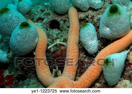 Bright orange Multi Pore Sea Star (Linckia multifora) among soft didemnum molle, Dahofanu, Baa Atoll, Maldives. View Large Photo Image Stock Photography - Bright orange Multi Pore Sea Star (Linckia multifora) among soft didemnum molle, Dahofanu, Baa Atoll, Maldives.. Fotosearch