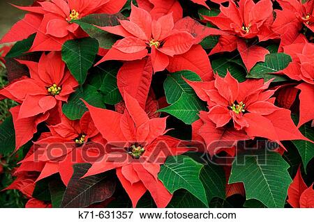 Bright red poinsettias in the indoor Conservatory garden during the Christmas season in Winnipeg, Manitoba Canada. View Large Photo Image Stock Photo - Bright red poinsettias in the indoor Conservatory garden during the Christmas season in Winnipeg, Manitoba Canada.. Fotosearch