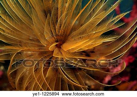 Picture - Bright yellow Feather Duster Worm (Sabella spallanzanii), Jarre Island, Marseille, France.. Fotosearch