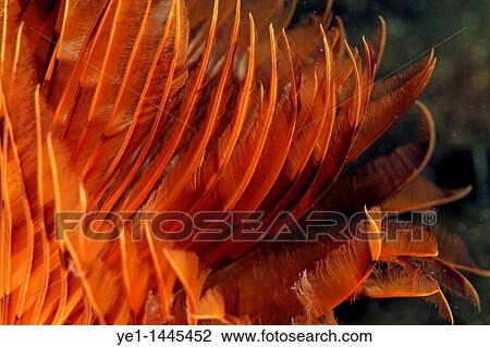 Stock Image - Bright yellow Feather Duster Worm (Sabella spallanzanii), Jarre Island, Marseille, France.. Fotosearch