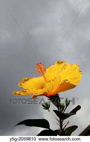 Stock Image - bright yellow hibiscus flower against dark sky. Fotosearch
