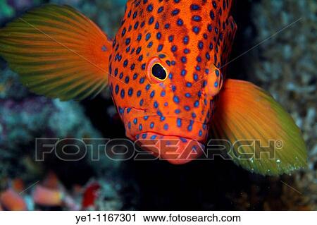 Stock Image - Brightly colored and spotted Vermillon Rock Cod (Cephalopholis miniata), Okobe, North Male Atoll, Maldives.. Fotosearch