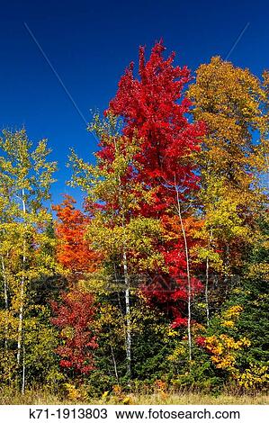Brilliant fall foliage color in the trees along roadsides and forests of northern Wisconsin, USA View Large Photo Image Stock Image - Brilliant fall foliage color in the trees along roadsides and forests of northern Wisconsin, USA. Fotosearch