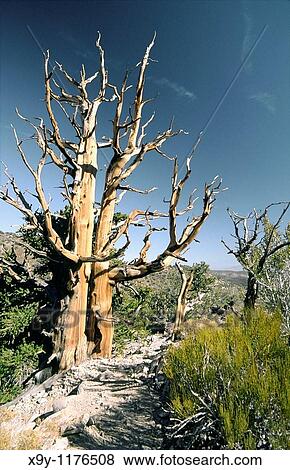 Bristlecone pine tree in Inyo National Forest park near Big Pine, California, USA One of the longest living organisms on Earth View Large Photo Image Stock Photo - Bristlecone pine tree in Inyo National Forest park near Big Pine, California, USA One of the longest living organisms on Earth. Fotosearch