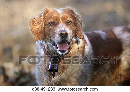 Britanny, gun dog. View Large Photo Image Stock Image - Britanny, gun dog.. Fotosearch