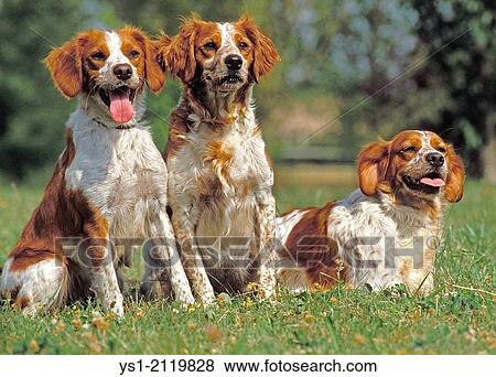 Britany Spaniel, Dog standing on Lawn. View Large Photo Image Stock Photo - Britany Spaniel, Dog standing on Lawn.. Fotosearch
