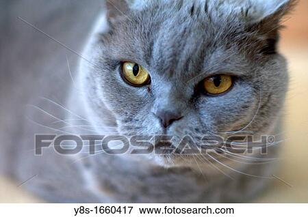 Stock Photo - British Short Hair Cat. Fotosearch