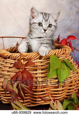 Stock Photo - British shorthair cat. Fotosearch