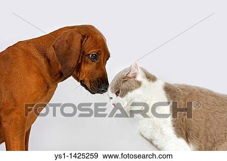 BRITISH SHORTHAIR LILAC AND WHITE WITH A RHODESIAN RIDGEBACK 3 MONTHS OLD PUP View Large Photo Image Stock Photo - BRITISH SHORTHAIR LILAC AND WHITE WITH A RHODESIAN RIDGEBACK 3 MONTHS OLD PUP. Fotosearch