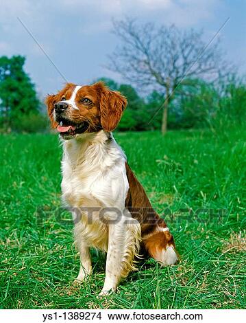 Brittany Spaniel, Adult sitting on Grass View Large Photo Image Picture - Brittany Spaniel, Adult sitting on Grass. Fotosearch