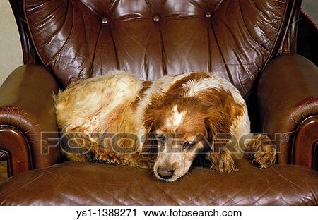 Brittany Spaniel Dog, Female sleeping on Armchair View Large Photo Image Stock Image - Brittany Spaniel Dog, Female sleeping on Armchair. Fotosearch