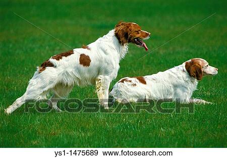 Brittany Spaniel, Dog Pointing View Large Photo Image Stock Photo - Brittany Spaniel, Dog Pointing. Fotosearch