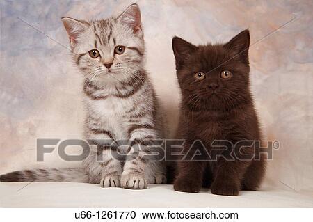 Brittish shorthair Stockholm Sweden. View Large Photo Image Stock Image - Brittish shorthair Stockholm Sweden.. Fotosearch