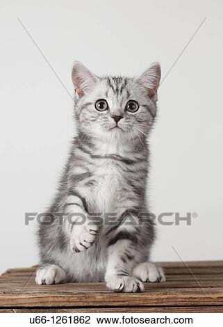 Brittish shorthair Stockholm Sweden. View Large Photo Image Stock Image - Brittish shorthair Stockholm Sweden.. Fotosearch
