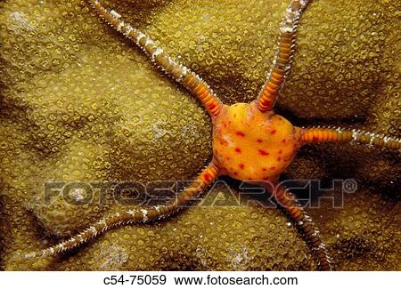 Brittle Star. Caribbean View Large Photo Image Stock Photo - Brittle Star. Caribbean. Fotosearch