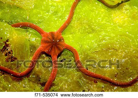Brittle star (Pectinura maculata) on sea lettuce. Port Pegasus. Stewart Island. New Zealand. South Pacific Ocean. View Large Photo Image Picture - Brittle star (Pectinura maculata) on sea lettuce. Port Pegasus. Stewart Island. New Zealand. South Pacific Ocean.. Fotosearch