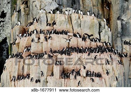 Br??nnich's guillemot Uria lomvia breeding and nesting site at Cape Fanshawe in the Svalbard Archipelago, Barents Sea, Norway View Large Photo Image Stock Image - Br??nnich's guillemot Uria lomvia breeding and nesting site at Cape Fanshawe in the Svalbard Archipelago, Barents Sea, Norway. Fotosearch