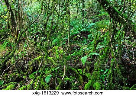 Stock Photo - Broad-leaved forest Galicia, Spain. Fotosearch
