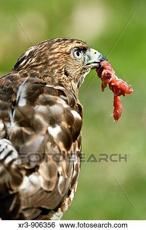 Stock Photograph - Broad winged hawk, Buteo platypterus, with food Bird is eating quail meat Captive bird. Fotosearch