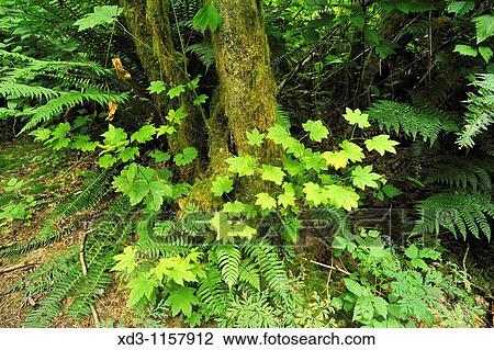 Stock Image - broadleaf maple shoots (Acer Macrophyllum), Minnekhada Regional Park, Coquitlam, British Columbia, Canada. Fotosearch