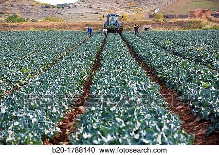 Stock Image - Broccoli growing fields, Agricultural fields, High Ribera, Arga-Aragon Ribera, Navarre, Spain.. Fotosearch