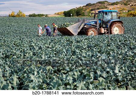 Stock Image - Broccoli growing fields, Agricultural fields, High Ribera, Arga-Aragon Ribera, Navarre, Spain.. Fotosearch