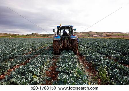 Broccoli growing fields, Agricultural fields, High Ribera, Arga-Aragon Ribera, Navarre, Spain. View Large Photo Image Stock Image - Broccoli growing fields, Agricultural fields, High Ribera, Arga-Aragon Ribera, Navarre, Spain.. Fotosearch