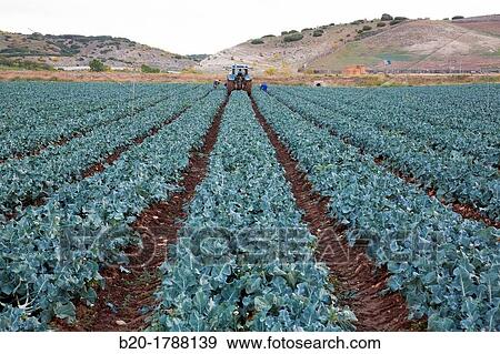 Broccoli growing fields, Agricultural fields, High Ribera, Arga-Aragon Ribera, Navarre, Spain. View Large Photo Image Stock Photo - Broccoli growing fields, Agricultural fields, High Ribera, Arga-Aragon Ribera, Navarre, Spain.. Fotosearch