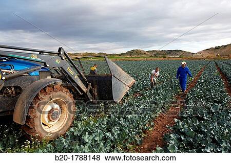 Broccoli growing fields, Agricultural fields, High Ribera, Arga-Aragon Ribera, Navarre, Spain. View Large Photo Image Stock Photo - Broccoli growing fields, Agricultural fields, High Ribera, Arga-Aragon Ribera, Navarre, Spain.. Fotosearch