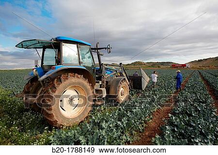 Broccoli growing fields, Agricultural fields, High Ribera, Arga-Aragon Ribera, Navarre, Spain. View Large Photo Image Stock Photo - Broccoli growing fields, Agricultural fields, High Ribera, Arga-Aragon Ribera, Navarre, Spain.. Fotosearch