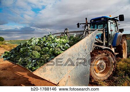 Broccoli growing fields, Agricultural fields, High Ribera, Arga-Aragon Ribera, Navarre, Spain. View Large Photo Image Stock Photograph - Broccoli growing fields, Agricultural fields, High Ribera, Arga-Aragon Ribera, Navarre, Spain.. Fotosearch