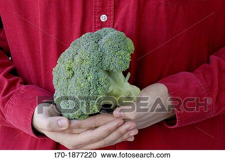 Broccoli in the hands of farmworker View Large Photo Image Stock Image - Broccoli in the hands of farmworker. Fotosearch