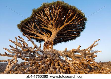 Stock Image - Broken Dragon's Blood Tree Dracaena cinnabari, endemic to island, Diksam Plateau, central Socotra Island, listed as World Heritage by UNESCO, Aden Governorate, Yemen, Arabia, West Asia.. Fotosearch