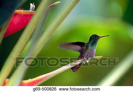 Bronze-tailde plumeleteer (Chalybura urochrysia). Vara Blanca. Costa Rica. View Large Photo Image Stock Photograph - Bronze-tailde plumeleteer (Chalybura urochrysia). Vara Blanca. Costa Rica.. Fotosearch