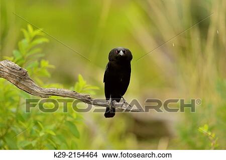 Bronzed Cowbird (Molothrus aeneus), Rio Grande City, Texas, USA. View Large Photo Image Picture - Bronzed Cowbird (Molothrus aeneus), Rio Grande City, Texas, USA.. Fotosearch