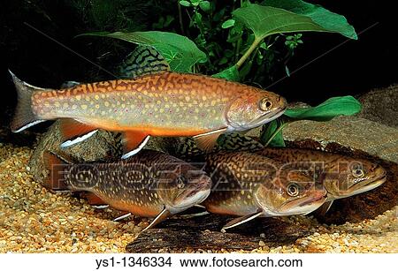 BROOK TROUT salvelinus fontinalis View Large Photo Image Picture - BROOK TROUT salvelinus fontinalis. Fotosearch
