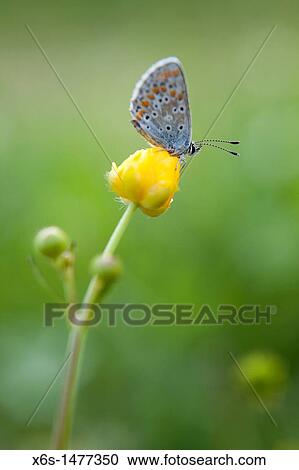Brown Argus -Aricia agestis-, Spain View Large Photo Image Stock Image - Brown Argus -Aricia agestis-, Spain. Fotosearch