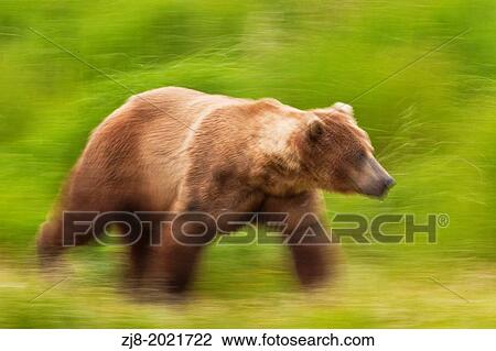 Brown bear (male) chasing away another bear - Katmai NP, Alaska. View Large Photo Image Stock Image - Brown bear (male) chasing away another bear - Katmai NP, Alaska.. Fotosearch