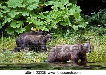 Stock Photo - Brown Bear sow Ursus arctos with coy cubs-of-year fishing for pink salmon near the salmon weir at Pavlof Harbor on Chichagof Island in Southeast Alaska, USA Pacific Ocean. Fotosearch