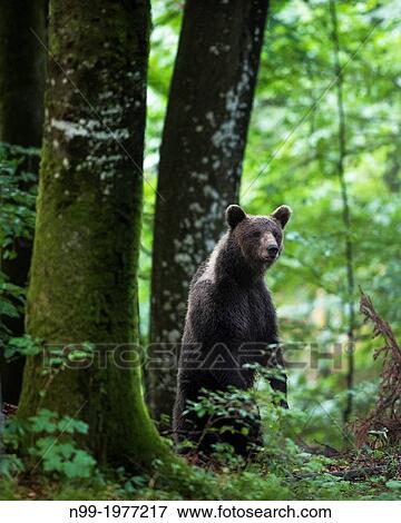 Brown bear (Ursos arctos), in deciduous forest, Kocevje, Dinaric Alps, Slovenia. View Large Photo Image Stock Photo - Brown bear (Ursos arctos), in deciduous forest, Kocevje, Dinaric Alps, Slovenia.. Fotosearch