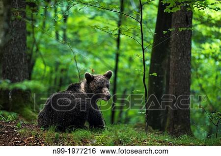 Brown bear (Ursos arctos), in deciduous forest, Kocevje, Dinaric Alps, Slovenia. View Large Photo Image Stock Photograph - Brown bear (Ursos arctos), in deciduous forest, Kocevje, Dinaric Alps, Slovenia.. Fotosearch