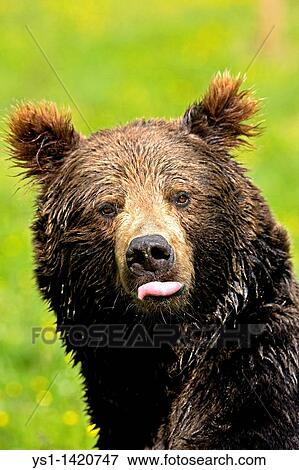 BROWN BEAR ursus arctos, ADULT SHOWING TONGUE View Large Photo Image Stock Photo - BROWN BEAR ursus arctos, ADULT SHOWING TONGUE. Fotosearch